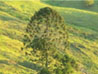 Bunyah Pine , where the wood for the 12-string sound board comes - photo by Andrew